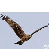 گونه کورکور سیاه Black Kite